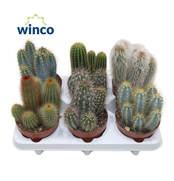 Kaktus mix Column Mix 25cm 12cm Q880
