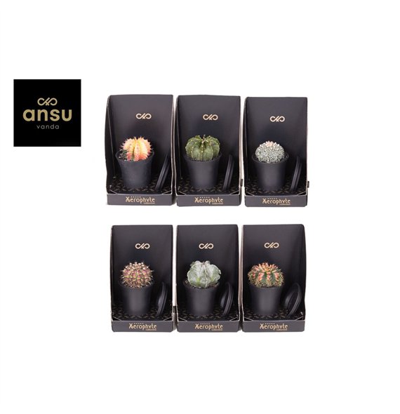 Kaktus Xerophyte Collection - Mix 20cm 7.5cm Q882
