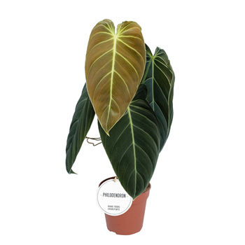 Philodendron melanochrysum F00004143