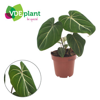 Philodendron gloriosum F00001685