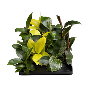 Philodendron mix F00002008