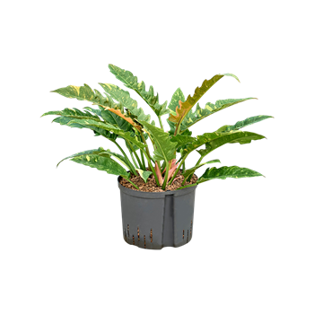 Philodendron narrow 'Ring of fire' 1PHNRBU25
