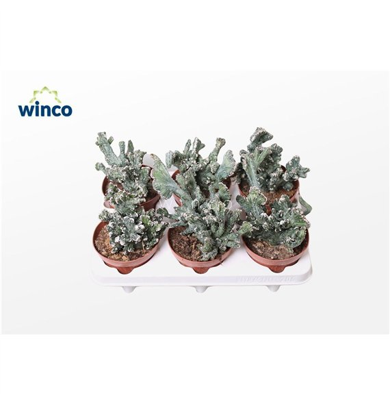 Kaktus Monvilea Spegazinni Cristata 25cm 13cm Q910