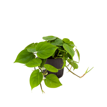 Philodendron scandens 2PHSCHA10