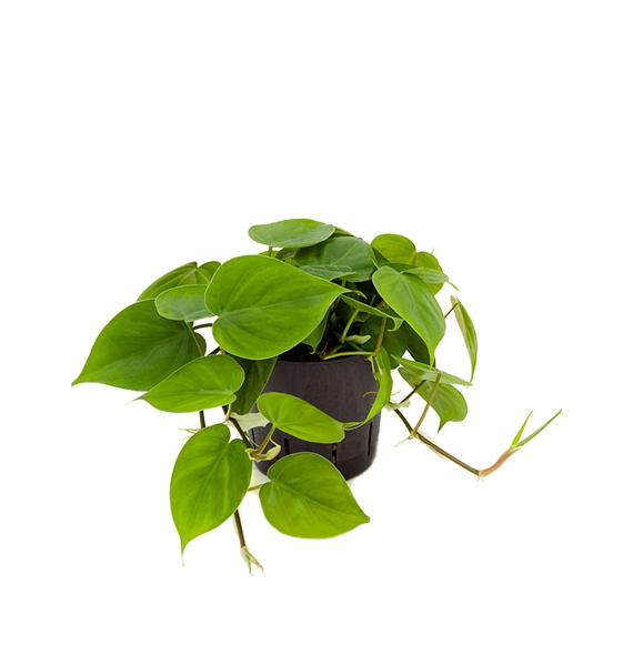 Philodendron scandens 2PHSCHA10