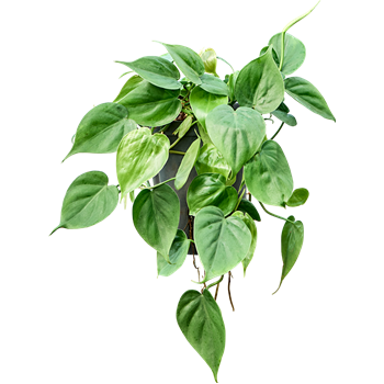 Philodendron scandens 1PHSCHA10