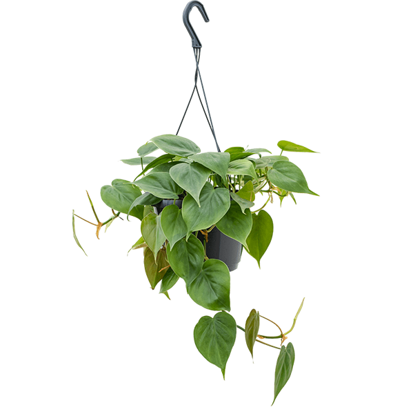 Philodendron scandens 4PHSCHA17