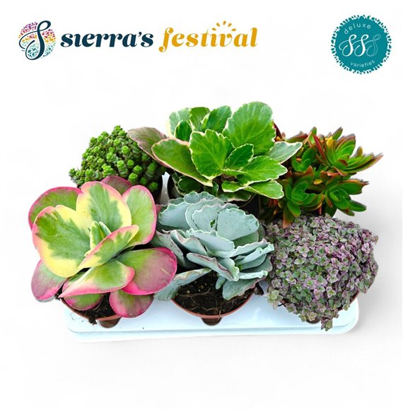 Sukulente Mix 23cm 13cm Q1008