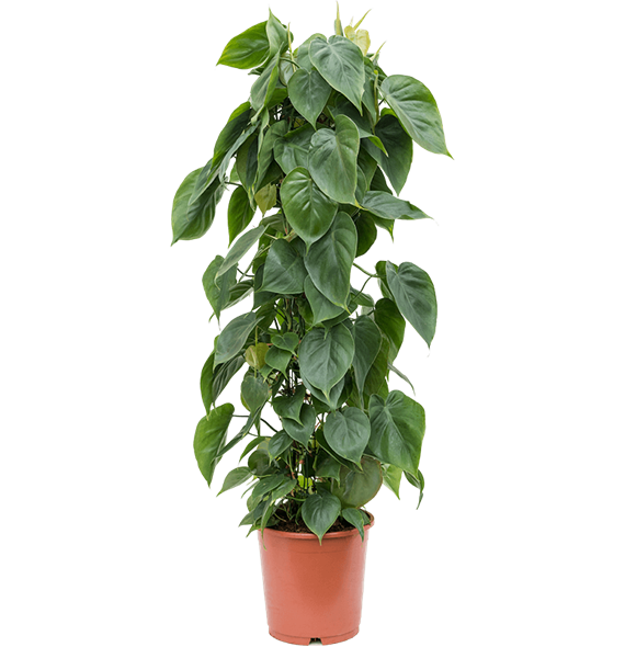 Philodendron scandens 4PHSCZU02