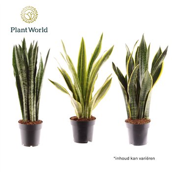 Taščin jezik - Sanseveria trifasciata mix 45cm 14cm Q1022