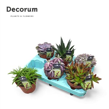 Sukulente Mix (decorum) 22cm 12cm Q1025