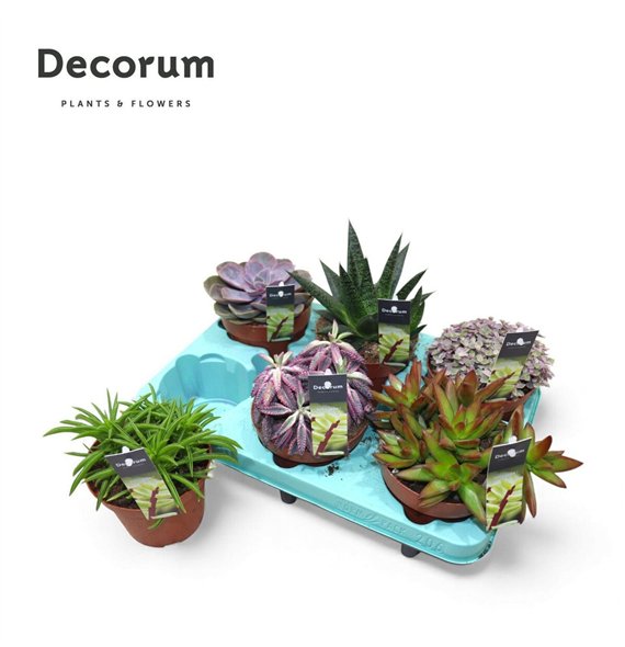 Sukulente Mix (decorum) 22cm 12cm Q1025