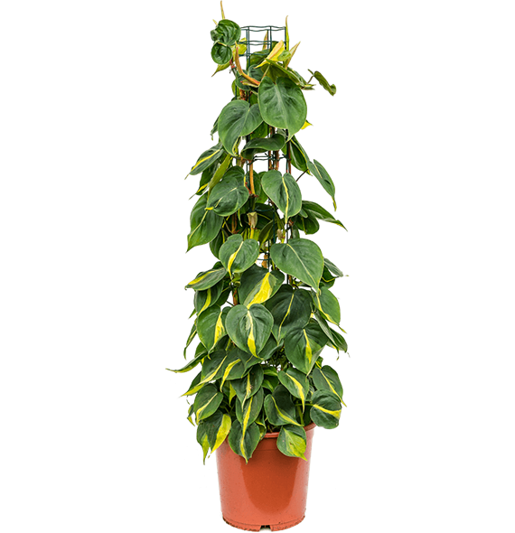 Philodendron scandens 'Brasil' 4PHSBZU24