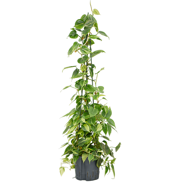 Philodendron scandens 'Brasil' 1PHGBPY22