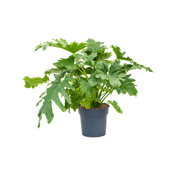 Philodendron selloum 4PHSEBU00