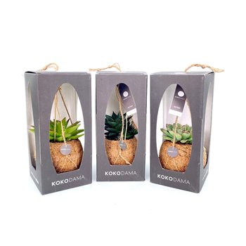 Sukulente mix Kokodama 12 cm Gift Package Succulent 35cm 12cm Q1349