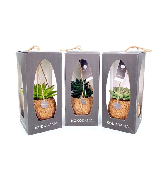 Sukulente mix Kokodama 12 cm Gift Package Succulent 35cm 12cm Q1349
