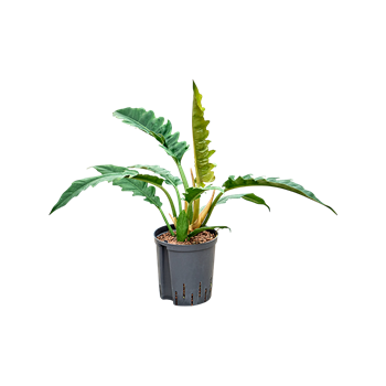 Philodendron selloum 'Narrow' 1PHNABU18