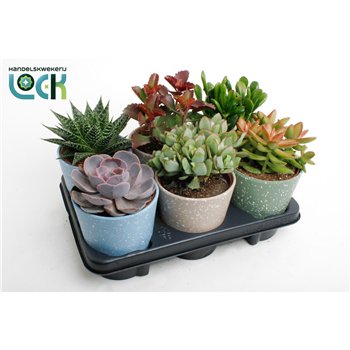 Sukulente mix in Lina ceramic 20cm 12cm Q1425
