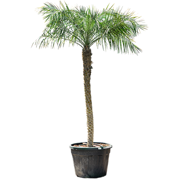 Palma Phoenix roebelenii 4PHROR160