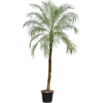 Palma Phoenix roebelenii (300-320) 4PHROR185