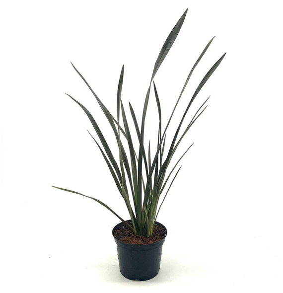 Phormium tenax 'Bronze Baby' F00008347