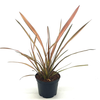 Phormium tenax 'Flamingo' F00008346