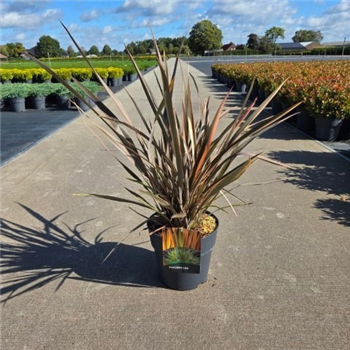 Phormium tenax 'Flamingo' F00005620