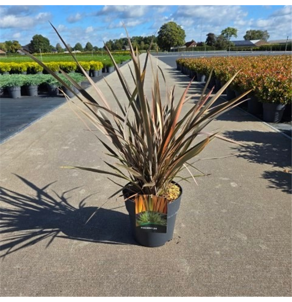 Phormium tenax 'Flamingo' F00005620