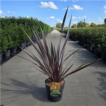 Phormium tenax 'Sundowner' F00005617