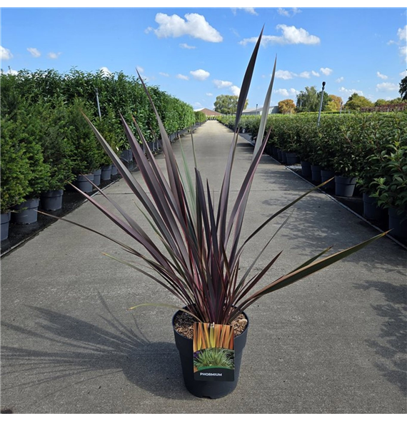 Phormium tenax 'Sundowner' F00005617