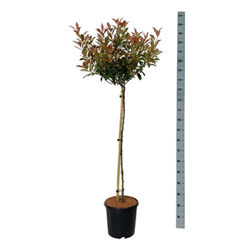 Fotinija fraseri 'Carré Rouge' F00007807