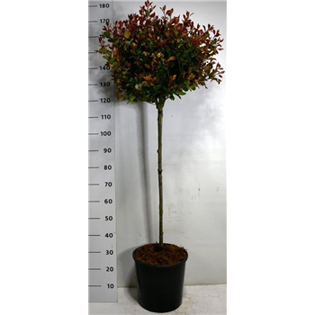 Fotinija x fraseri 'Carré Rouge' F00006119