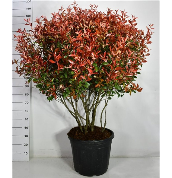 Fotinija x fraseri 'Carré Rouge' F00006689