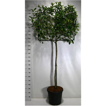 Fotinija x fraseri 'Carré Rouge' F00006447