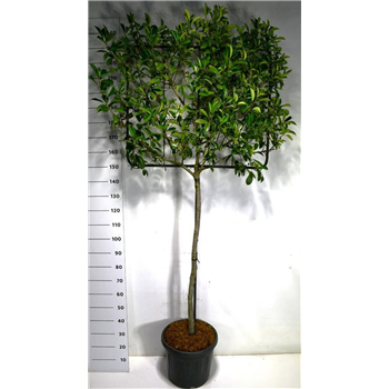 Fotinija x fraseri 'Little Red Robin' F00006448