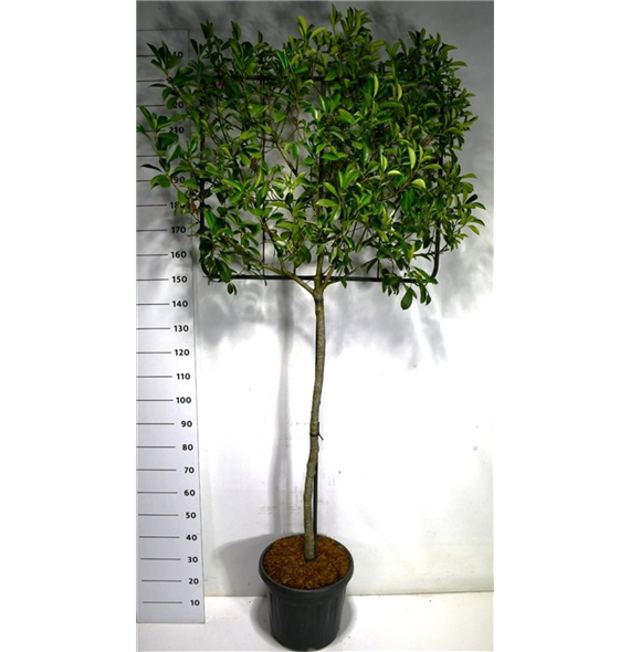 Fotinija x fraseri 'Little Red Robin' F00006448