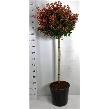 Fotinija x fraseri 'Little Red Robin' F00006131
