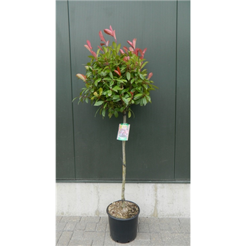 Fotinija x fraseri 'Red Robin' F00003323