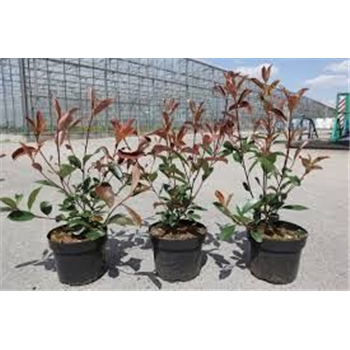 Fotinija x fraseri 'Red Robin' F00004871