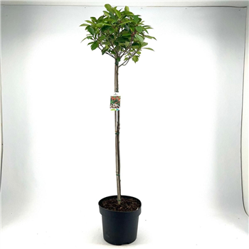Fotinija x fraseri 'Red Robin' F00005470