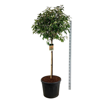 Fotinija x fraseri 'Red Robin' F00007113