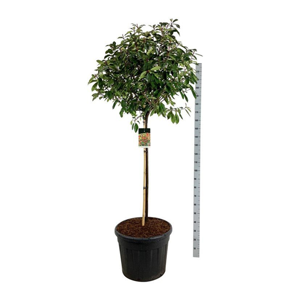 Fotinija x fraseri 'Red Robin' F00007113