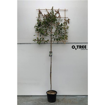 Fotinija x fraseri 'Red Robin' F00003322