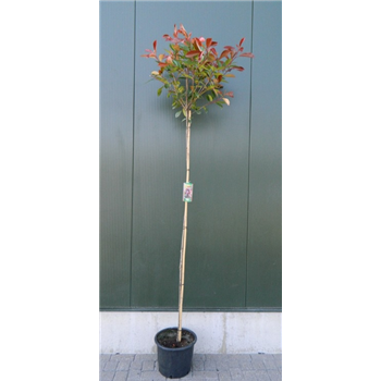 Fotinija x fraseri 'Red Robin' (rood) F00003324