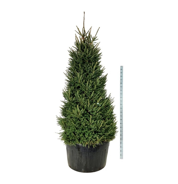 Picea abies F00007482