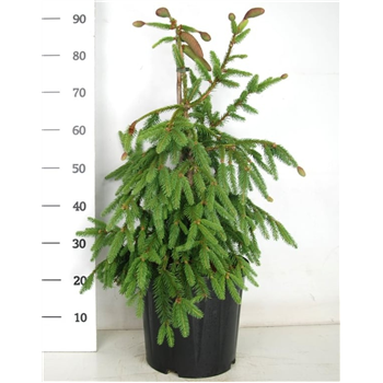 Picea abies 'Acrocona' F00007775