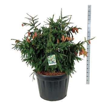 Picea abies 'Acrocona' F00007186