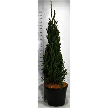 Picea abies 'Columnaris' F00007784
