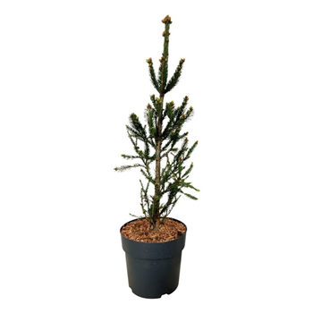Picea abies 'Columnaris' F00007401